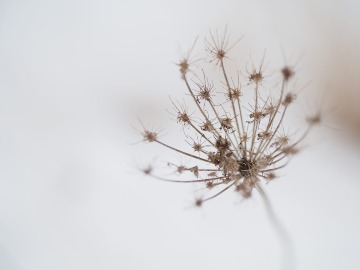 Photo by The Phoblographer