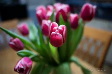 Photo by Dustin Abbott