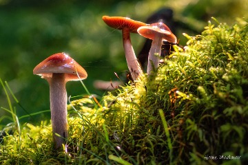 Photo by Heinz Madlmair