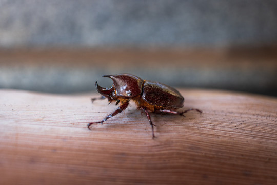 Photo by Nilo Resende