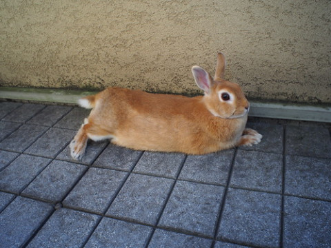 Photo by digitalbear