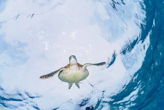 Photo by Daishi Naruse