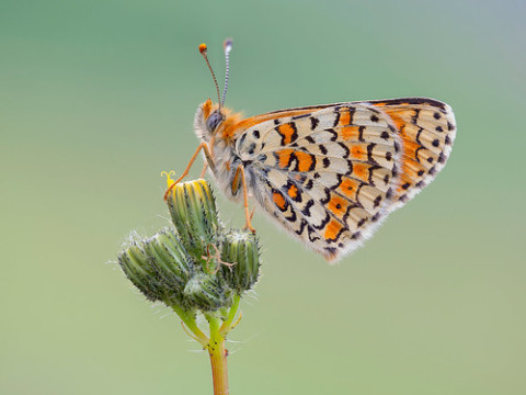 Photo by Cristian Arghius