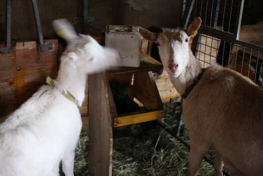 Photo by Alexander Haselbacher