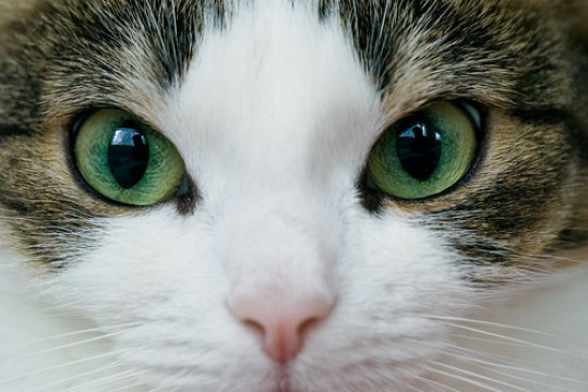 Photo by Henry Söderlund