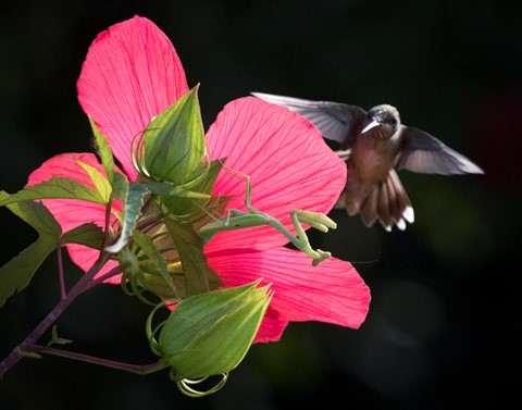 Photo by The Mantis and the Hummingbird