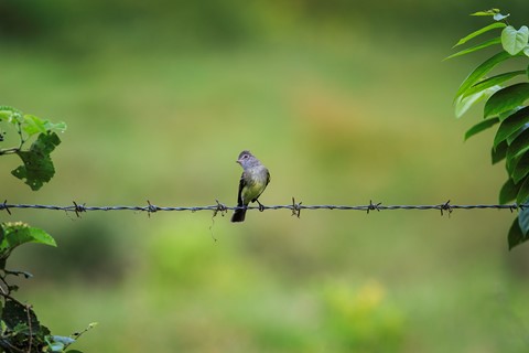 Photo by Denis Charles