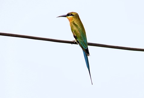 Photo by lim yau tong