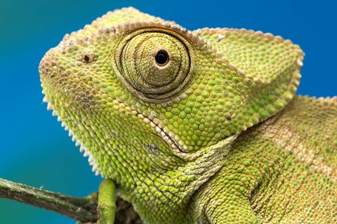 Photo by Chameleon Portrait