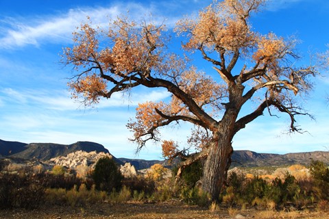 Photo by abiquiuense