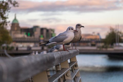 Photo by birds in dublin