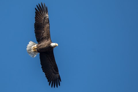 Photo by Bald Eagle