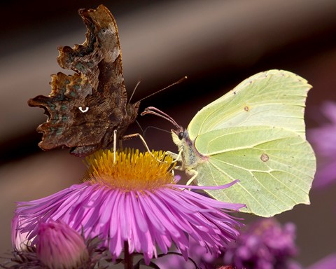 Photo by Butterfly Confrontation