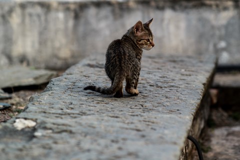 Photo by Denis Charles