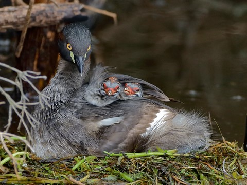 Photo by timvanleeuwen