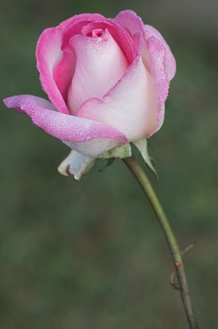 Photo by Bhimaprasad Maiti