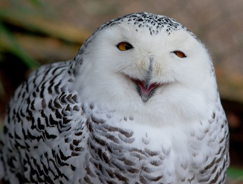 Photo by rok urankar