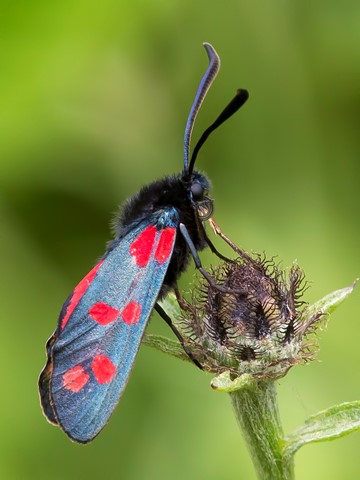 Photo by Six-spot Burnet Moth