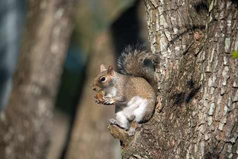 Photo by Ronald C Johnson