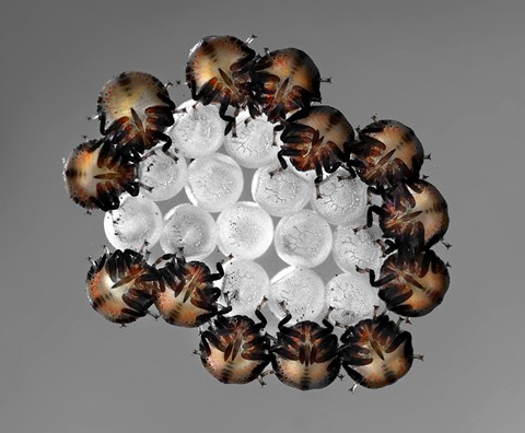 Photo by George Veltchev