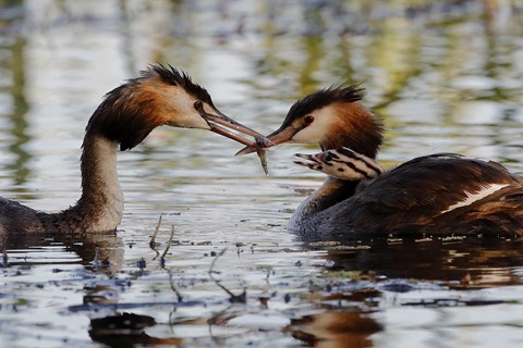 Photo by timvanleeuwen