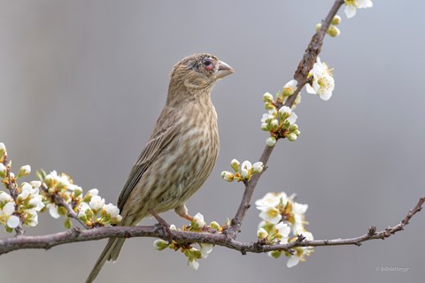 Photo by billslatteryjr