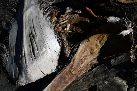 Photo by Richard Thornton