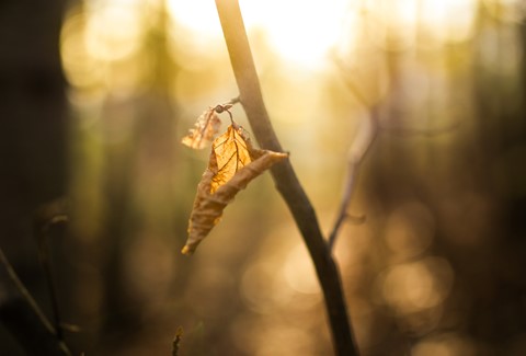 Photo by James Larsen