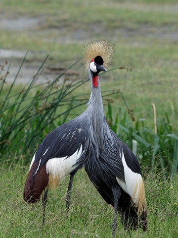 Photo by zeev kirshenboim
