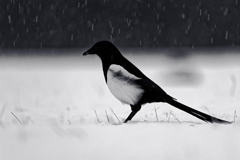 Photo by zeev kirshenboim