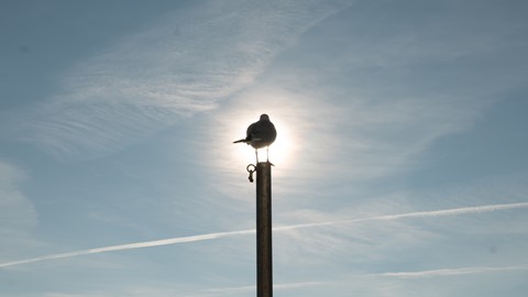 Photo by relaxing seagull in Venice