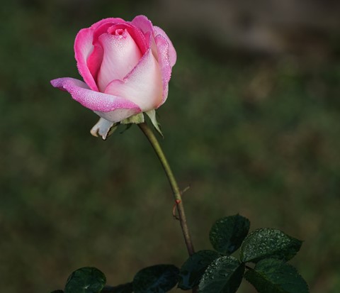 Photo by Soft-Blooming Rose in morning mist and dew.