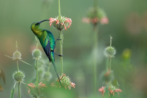 Photo by zeev kirshenboim