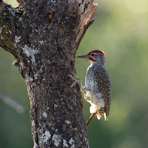 Photo by zeev kirshenboim