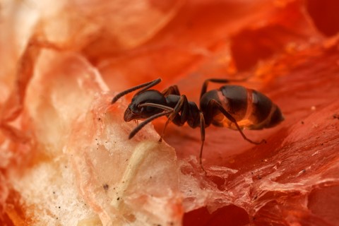 Photo by josephferraro