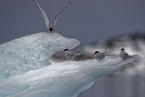 Photo by zeev kirshenboim