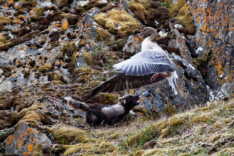 Photo by zeev kirshenboim