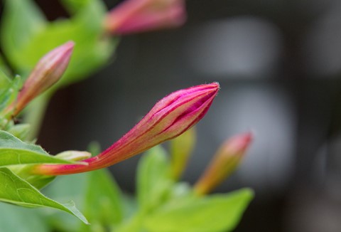 Photo by BartlettPhotoArt