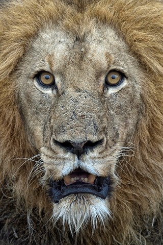 Photo by Lions in Amakhosi-2