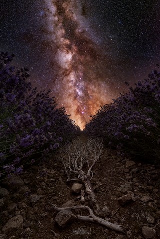 Photo by Will B Milner