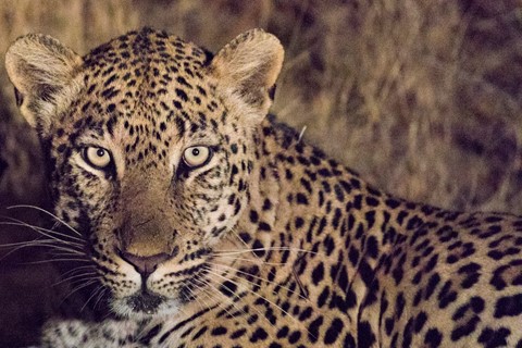 Photo by Joe Rothenberg