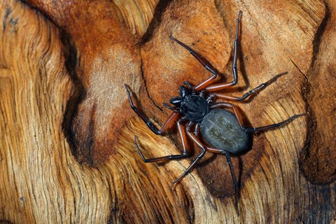 Photo by George Veltchev