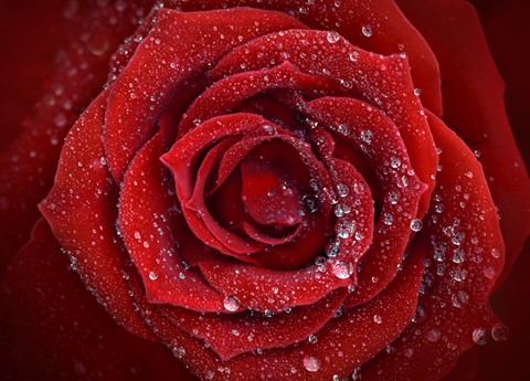 Photo by George Veltchev