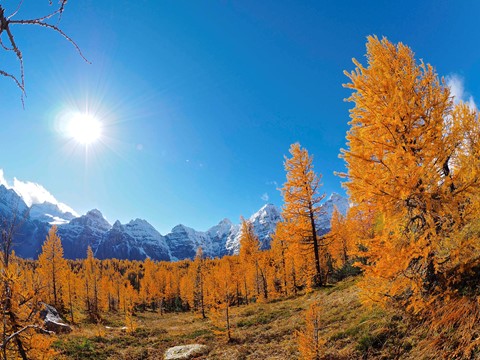 Photo by 92615 Larch Valley2