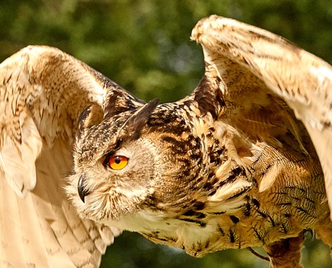 Photo by Paul Cruchten