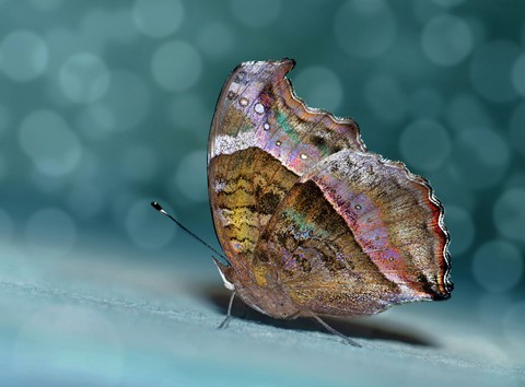 Photo by George Veltchev