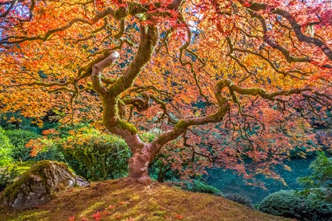 Photo by Jerry-astro