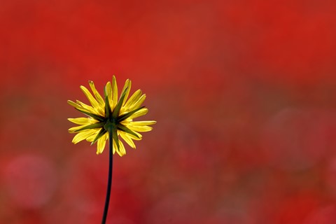 Photo by Gerard Beullac