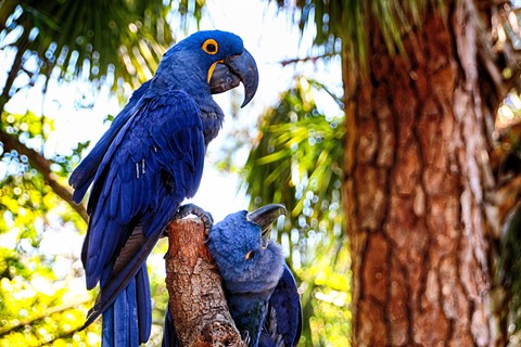 Photo by Birds of love