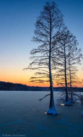 Photo by pine tree sunset